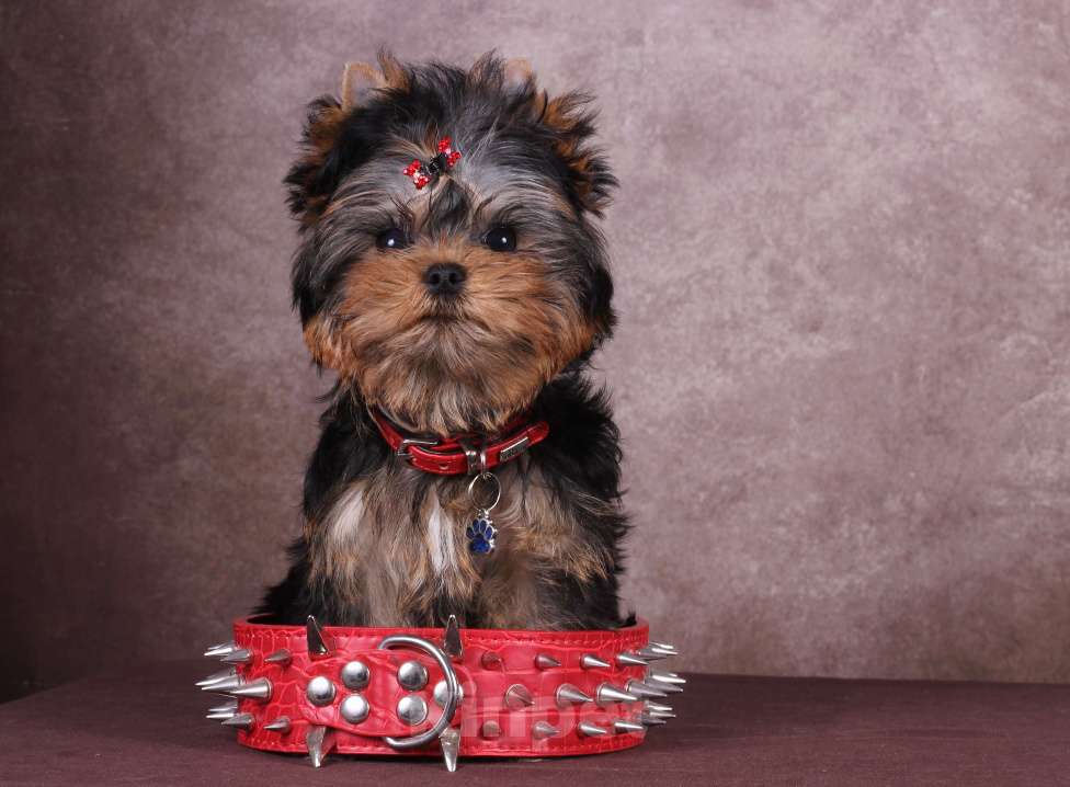 Собаки в Москве: Йоркширский терьер курносый красавец Оливер РКФ. Мальчик, 55 000 руб. - фото 2