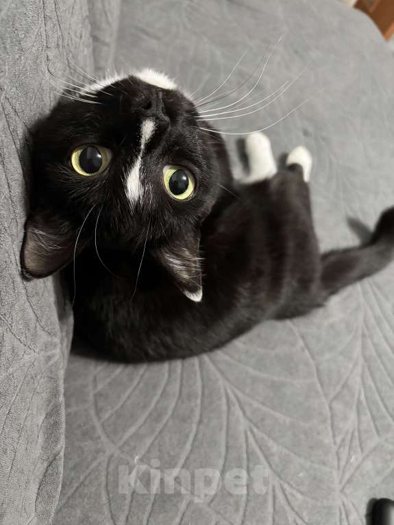 Кошки в Лянторе: Кот в добрые руки  Мальчик, Бесплатно - фото 4