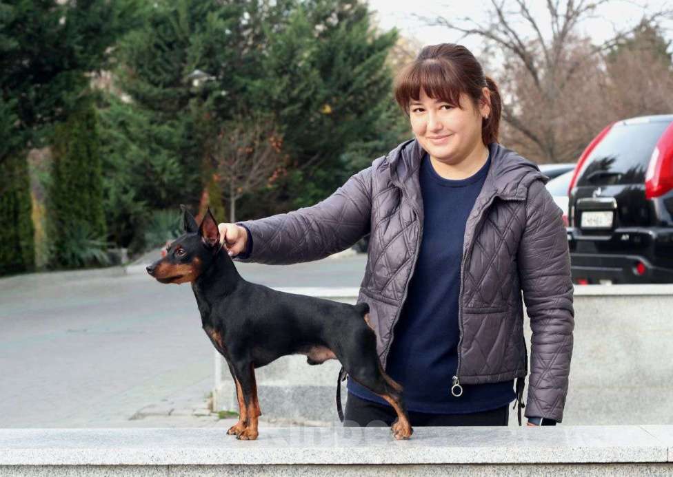 Собаки в Чехове: Великолепные щенки цверг пинчера, мини добермана Мальчик, 40 000 руб. - фото 2
