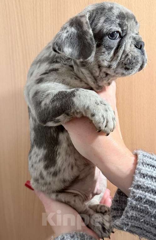 Собаки в Краснодаре: Щенки французского бульдога Мальчик, 55 000 руб. - фото 1