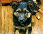 Собаки в Перми: щенок  3 месяца, отдам в добрые руки Девочка, 1 руб. - фото 2