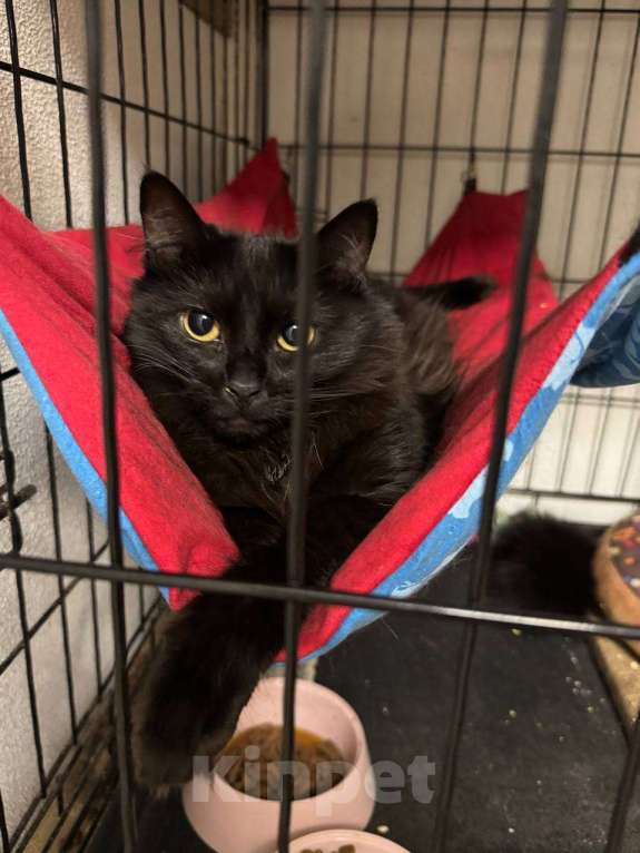 Кошки в Москве: Кошка Тучка 3 года живёт в клетке приюта Девочка, Бесплатно - фото 2