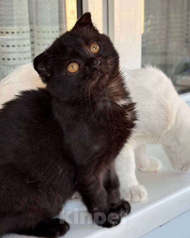 Кошки в Москве: Котенок Юнга ищет дом  Мальчик, Бесплатно - фото 1