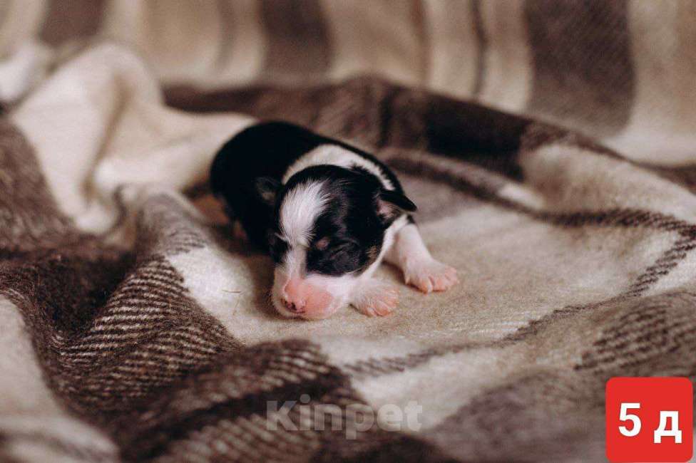 Собаки в Красноярске: продам щенка Бордер Колли Девочка, 110 000 руб. - фото 1