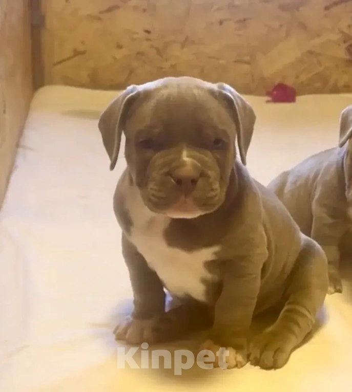 Собаки в других городах Московской области: Американский Булли 🥰 Разнополые, Бесплатно - фото 7