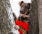 Собаки в Москве: Стася ищет дом — и сердце, в котором она снова будет нужной. Девочка, Бесплатно - фото 5