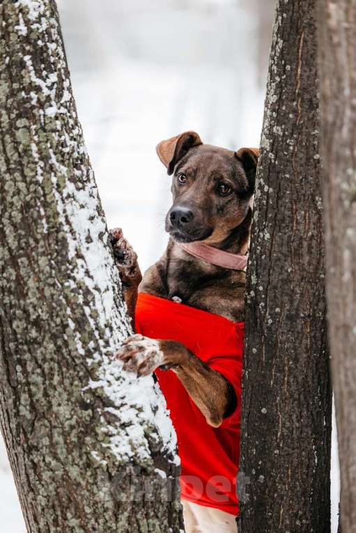 Собаки в Москве: Стася ищет дом — и сердце, в котором она снова будет нужной. Девочка, Бесплатно - фото 5