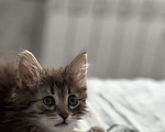 Кошки в Москве: Котенок Марс Мальчик, Бесплатно - фото 2