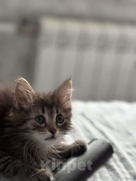 Кошки в Москве: Котенок Марс Мальчик, Бесплатно - фото 2