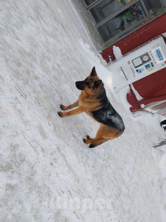 Собаки в других городах Московской области: Ищу хозяина Девочка, Бесплатно - фото 1