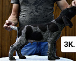 Собаки в Краснодаре: Дратхаар щенок кобель Мальчик, 45 000 руб. - фото 5