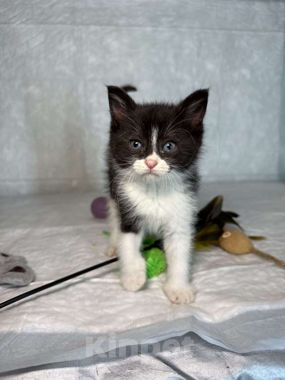 Кошки в Санкт-Петербурге: Котенок 1 месяц Кайя Девочка, Бесплатно - фото 3