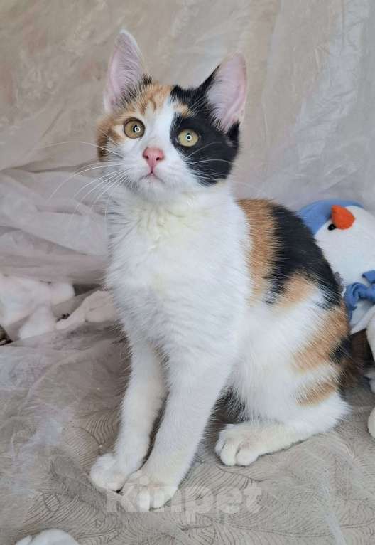 Кошки в Москве: Трехцветный котёнок в добрые руки  Девочка, Бесплатно - фото 4