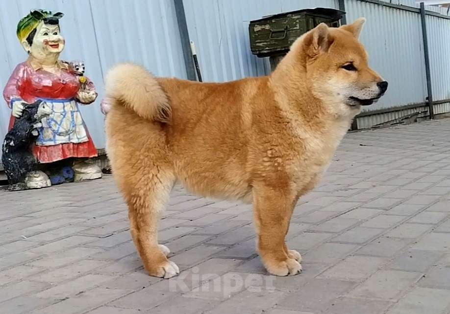 Собаки в Краснозаводске: Щенок Сиба Ину Мальчик, 55 000 руб. - фото 3