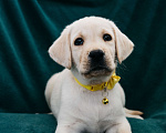 Собаки в Москве: Лабрадор-ретривер, щенок Мальчик, Бесплатно - фото 5