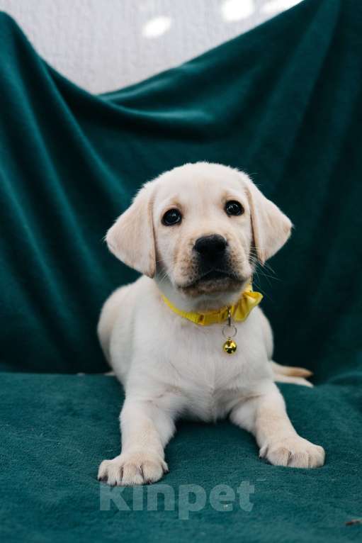Собаки в Москве: Лабрадор-ретривер, щенок Мальчик, Бесплатно - фото 5