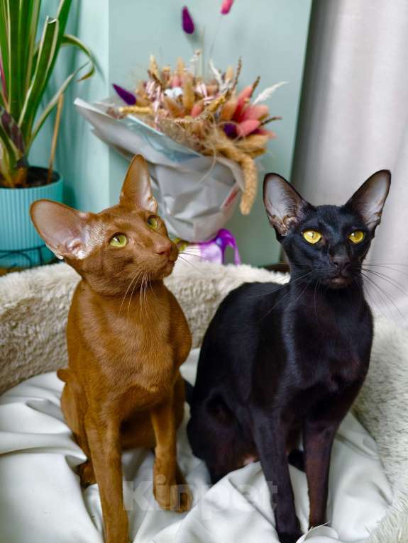 Кошки в Владивостоке: продаются ориентальные котята Мальчик, 30 000 руб. - фото 5