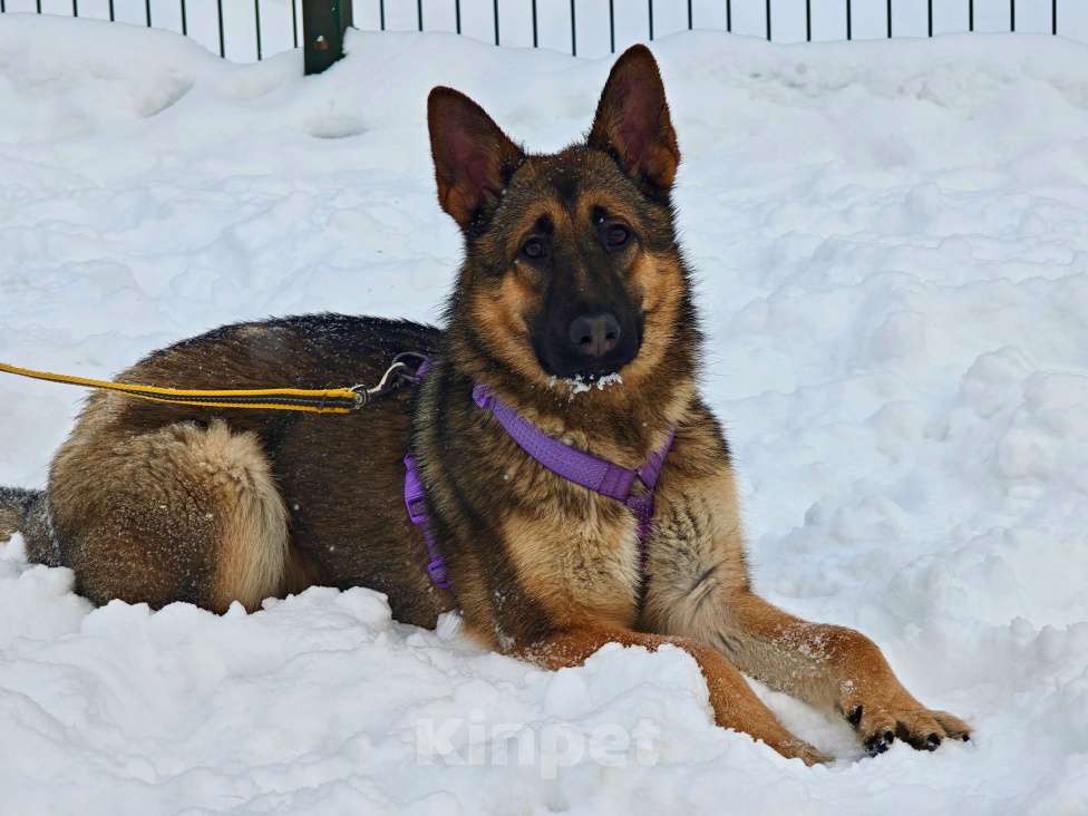 Собаки в Москве: Рада ищет семью Девочка, Бесплатно - фото 7
