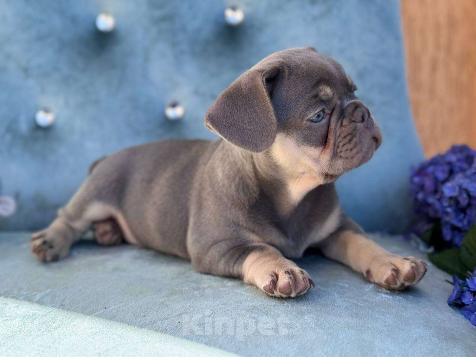 Собаки в Москве: Французский бульдог  Мальчик, 100 000 руб. - фото 8