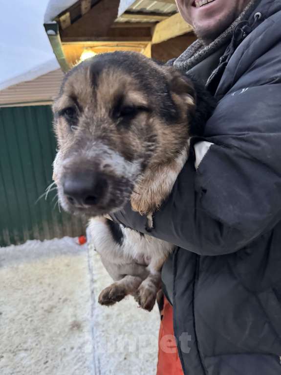 Собаки в Москве: Скромная Ефима ищет дом Девочка, Бесплатно - фото 4