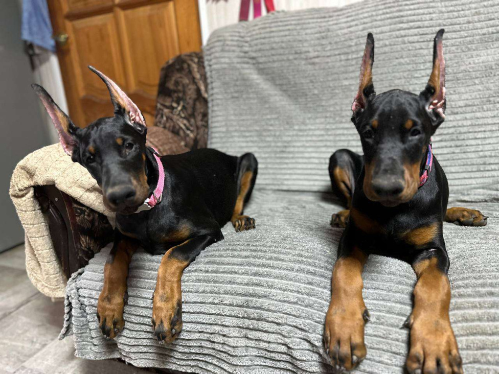 Собаки в Клине: Девочка, 3,5 мес. Девочка, 90 000 руб. - фото 3