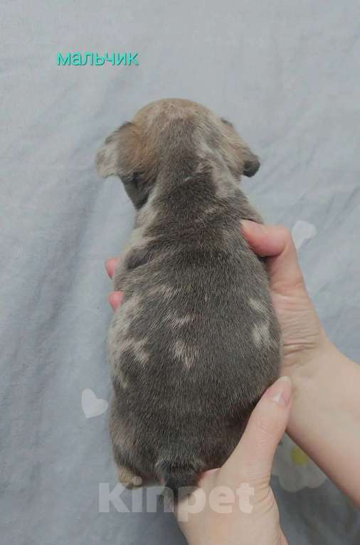 Собаки в Санкт-Петербурге: Французский бульдог щенки Разнополые, 45 000 руб. - фото 10