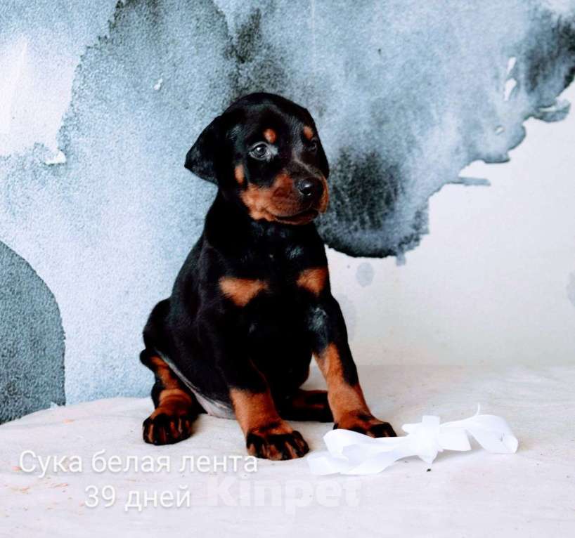 Собаки в Воронеже: Сказка 🤍 Девочка, 100 000 руб. - фото 2
