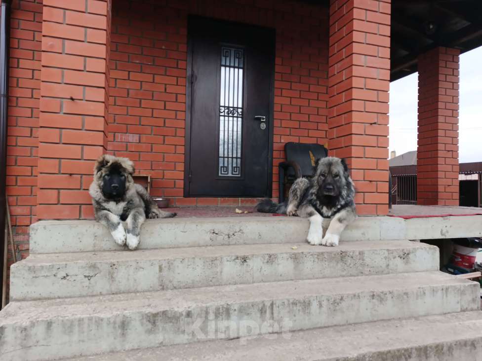 Собаки в Балашихе: Продам щенка кавказской овчарки Девочка, 30 000 руб. - фото 1