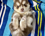 Собаки в Санкт-Петербурге: Щенок Малая Сибирская Собака Хапика Мальчик, Бесплатно - фото 1