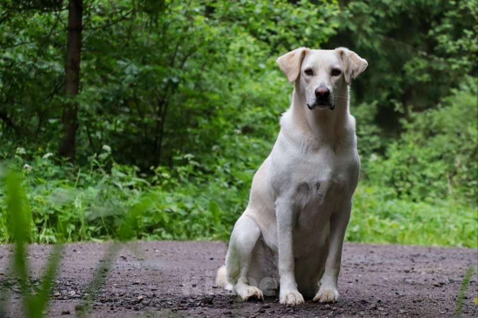 Собаки в Москве: Жанна белый лабрадор срочно ищет дом Девочка, Бесплатно - фото 4