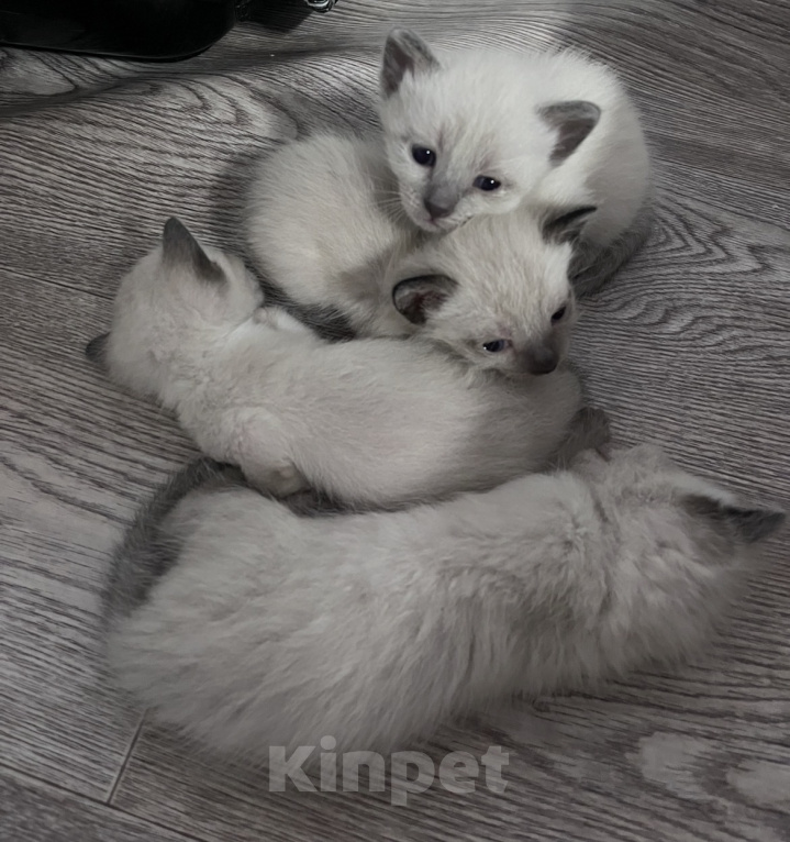 Кошки в Ростове-на-Дону: Тайский котёнок девочка Девочка, 8 000 руб. - фото 1