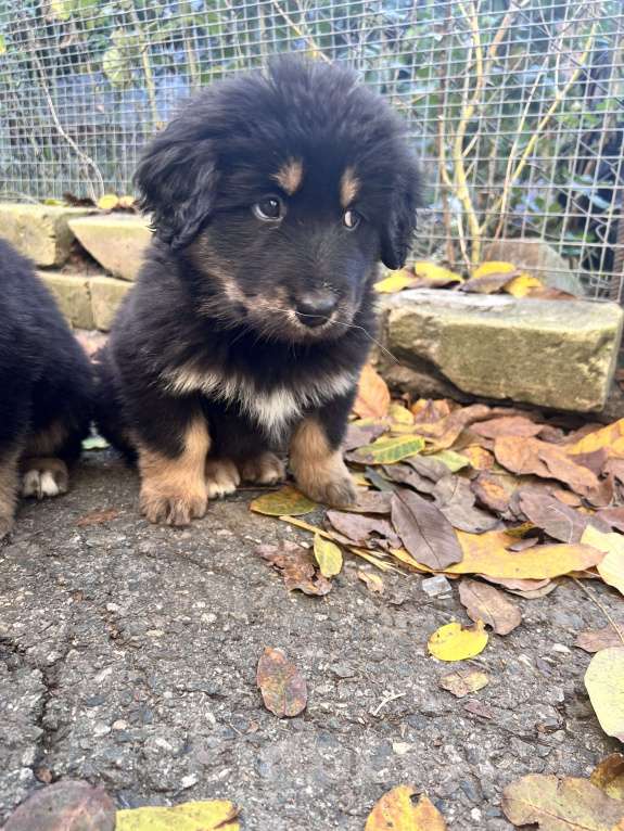 Собаки в Ставрополе: Щенок 2месяца Девочка, Бесплатно - фото 3