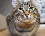 Кошки в Москве: Пружинка мечтает обрести дом! Девочка, Бесплатно - фото 8