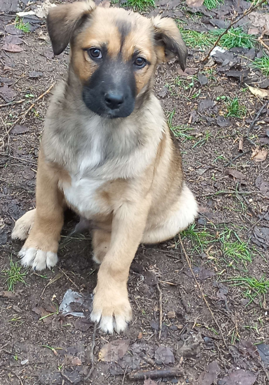 Собаки в Волгограде: Щенки ищут дом. Мальчики. 3 месяца Мальчик, Бесплатно - фото 6