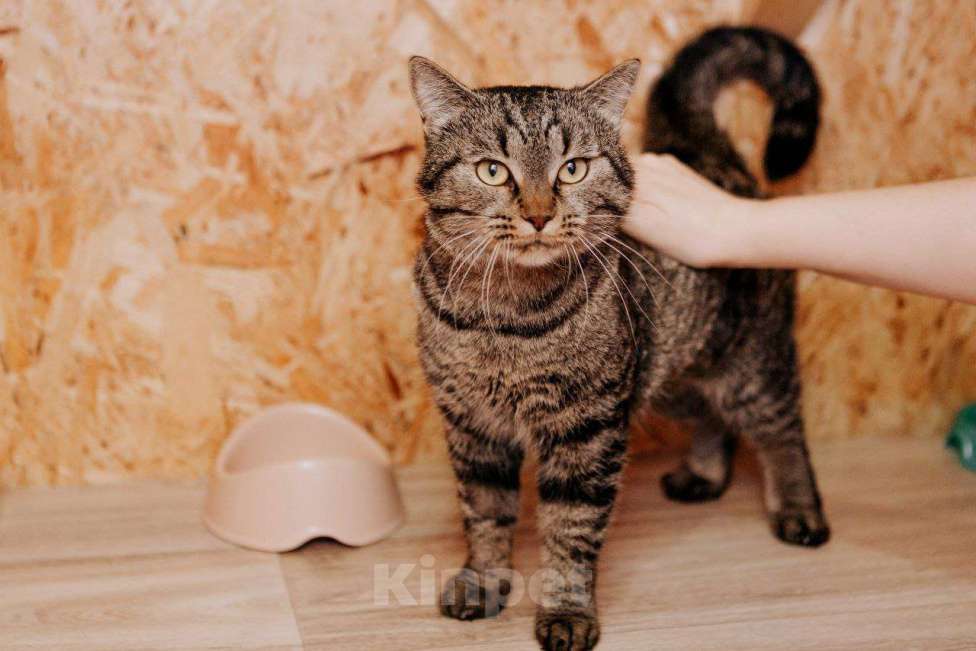 Кошки в Москве: Молодая ласковая Мирочка ищет дом Девочка, Бесплатно - фото 4