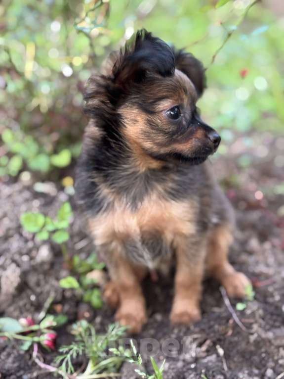 Собаки в Череповце: Продажа маленького щенка (русский той) Девочка, 45 000 руб. - фото 3