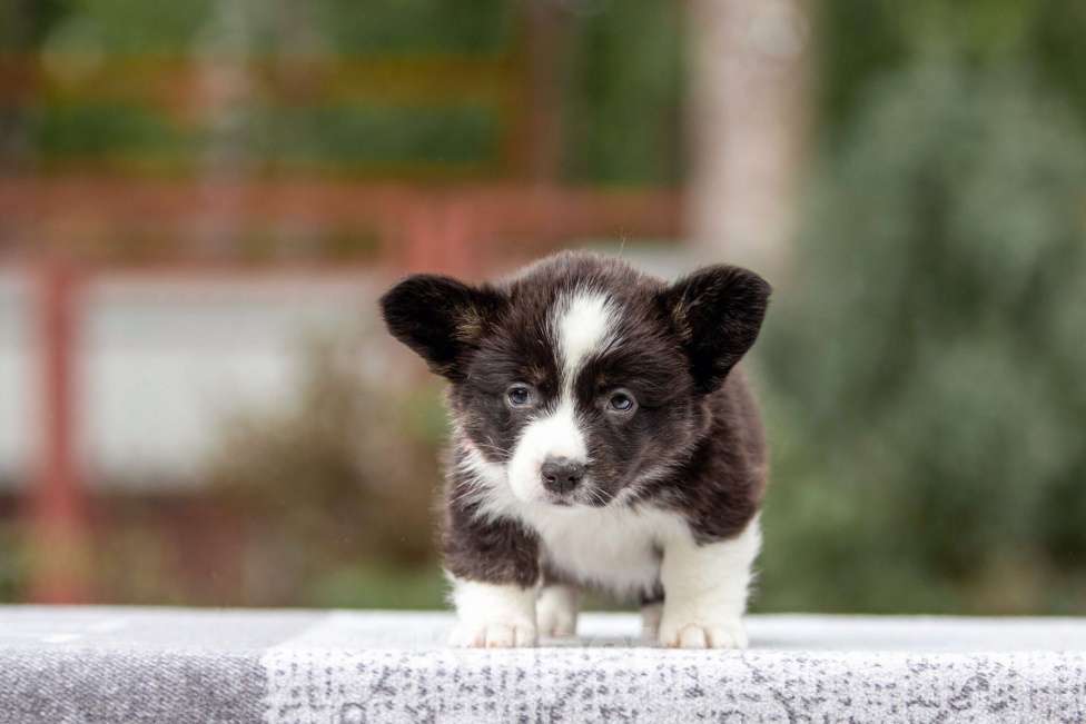 Собаки в Москве: Щенки корги Мальчик, 50 000 руб. - фото 4