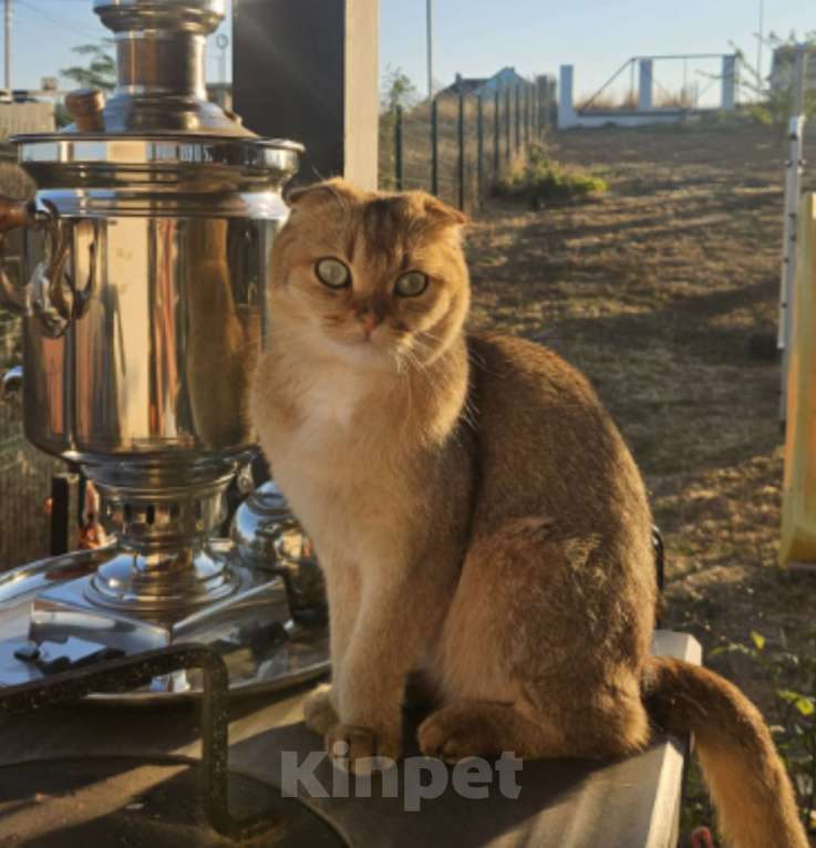 Кошки в Севастополе: Пропал любимый котик! Мальчик, 10 000 руб. - фото 2