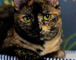 Кошки в Москве: Трехцветная кошка Мисти с золотыми глазами на счастье Девочка, Бесплатно - фото 1