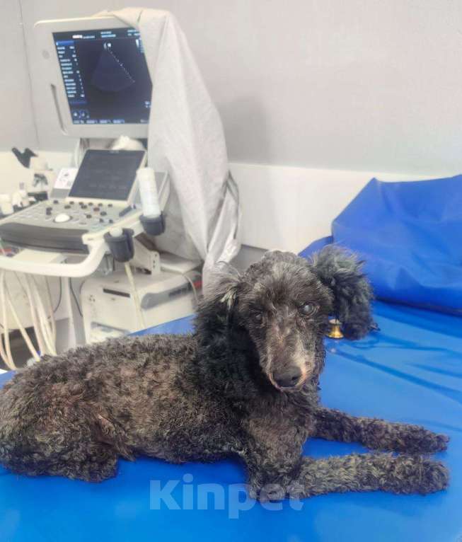 Собаки в Белореченске: В хорошие, добрые и любящие руки старенький пуделёк Мальчик, Бесплатно - фото 5