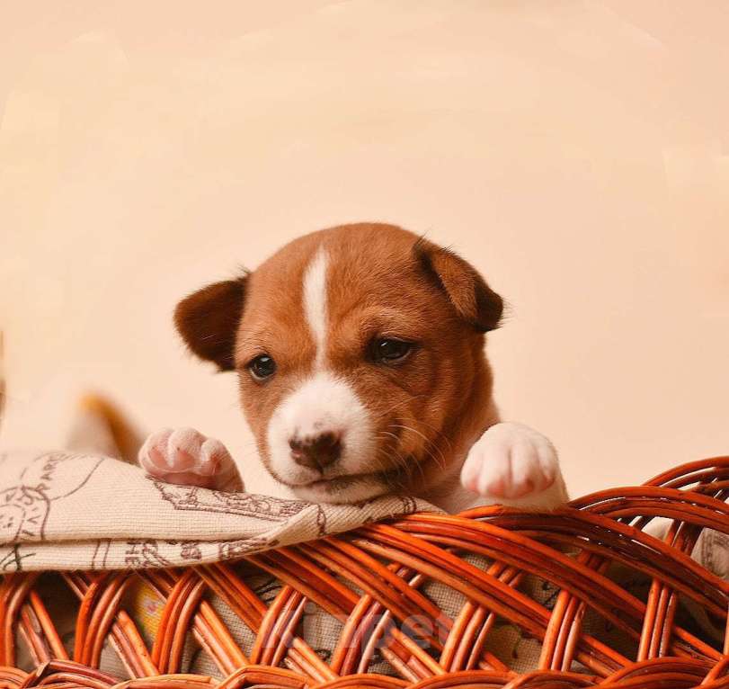 Собаки в Тольятти: Девочка р/б  Девочка, Бесплатно - фото 2