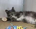 Кошки в Москве: Котенок в добрые руки Девочка, Бесплатно - фото 4