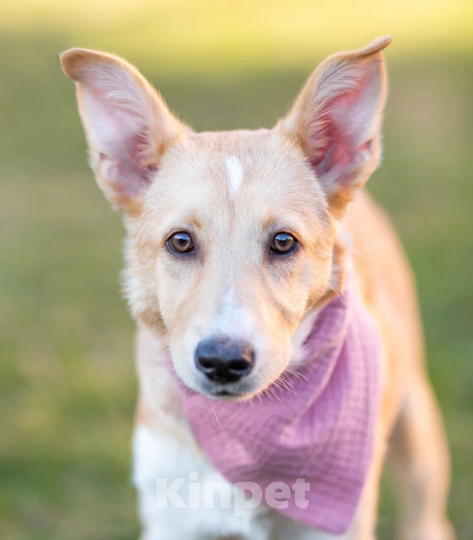 Собаки в Химках: Белла ждёт мампап 😍🍀🎀 Девочка, Бесплатно - фото 6