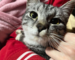 Кошки в Рязани: Уличная кошечка Девочка, Бесплатно - фото 2
