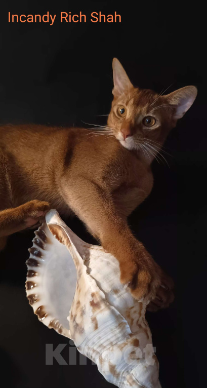 Кошки в Москве: Абиссинский красавчик соррель Мальчик, 125 000 руб. - фото 5