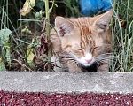 Кошки в Химках: Котёнок ищет дом Мальчик, Бесплатно - фото 3