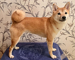 Собаки в Казани: Подрощенный  щенок Сиба Ину  Девочка, 30 000 руб. - фото 1