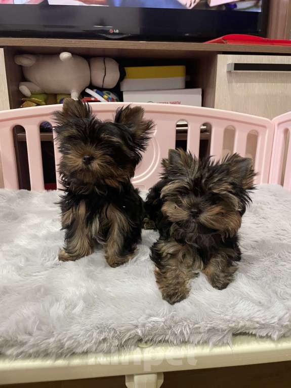 Собаки в Санкт-Петербурге: Мальчишки в продаже  Мальчик, 70 000 руб. - фото 5