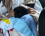 Собаки в Москве: Отдам в хорошие руки девочку Девочка, 1 руб. - фото 1