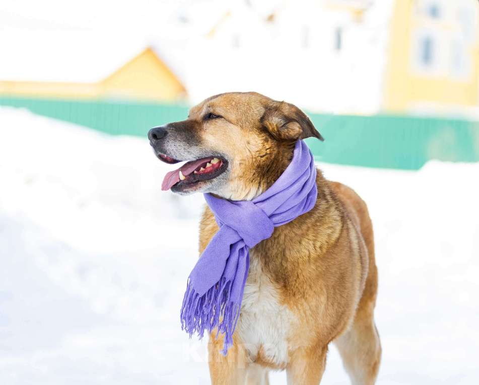 Собаки в других городах Московской области: Буся - путешественница Девочка, 1 руб. - фото 9